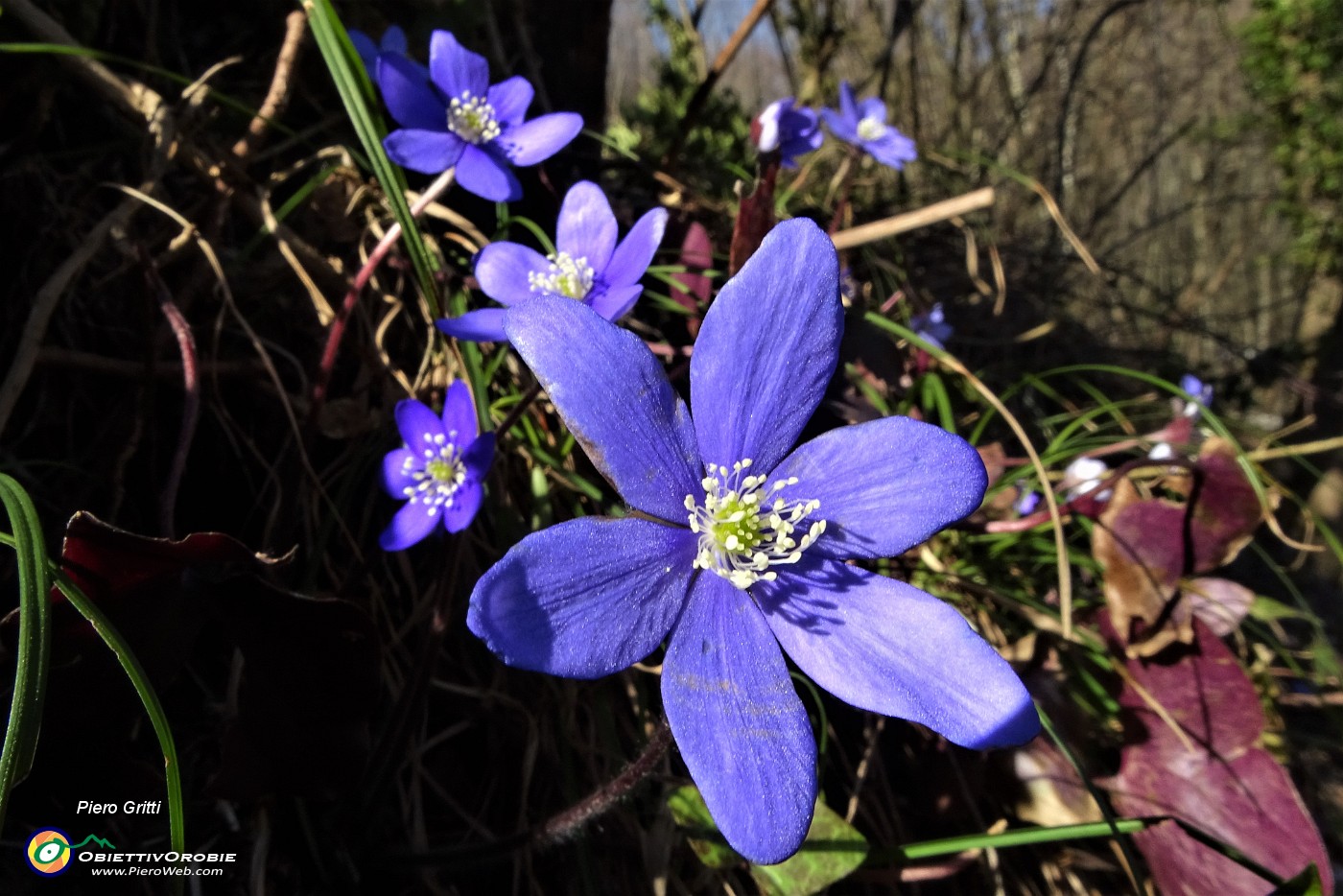 20 Sul sentiero per Ca' Boffelli Errba trinita (Hepatica nobilis).JPG